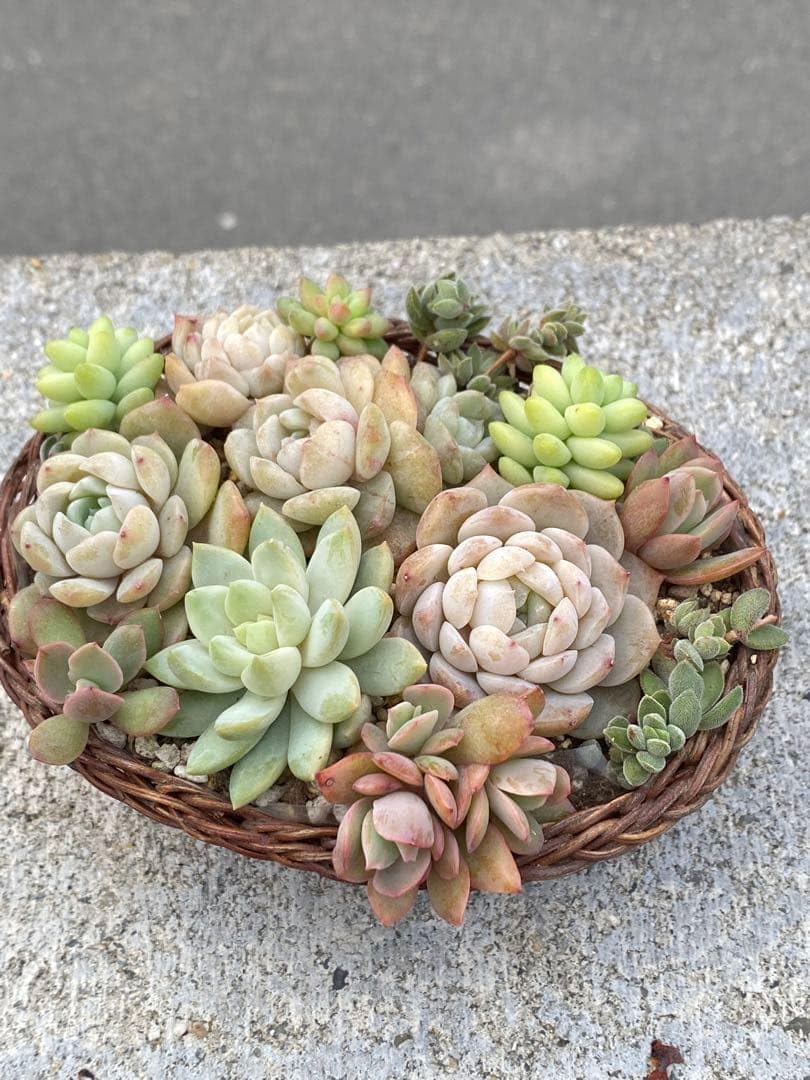 Amazon｜寄せ植えセット 多肉植物 エケベリア セダム｜観葉植物